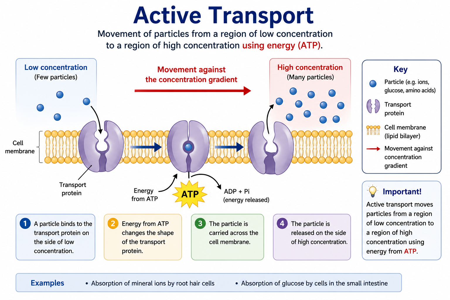 Active transport diagram