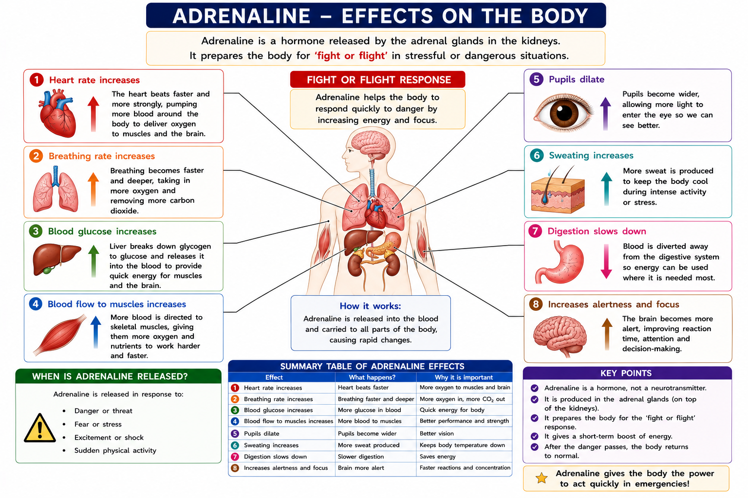 Adrenaline effects diagram showing increased heart rate breathing rate blood glucose blood flow to muscles pupil dilation and fight or flight response