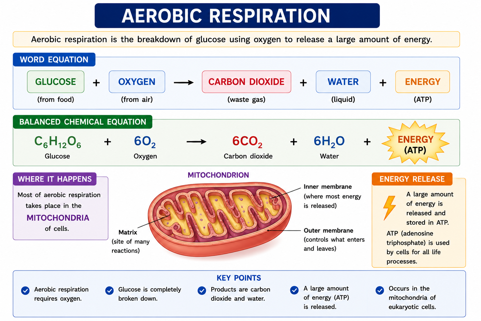 Aerobic respiration equation showing glucose oxygen carbon dioxide water and energy released in mitochondria