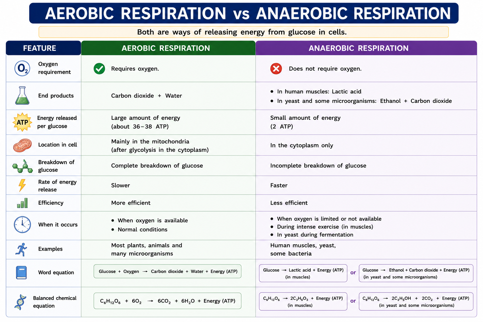 Aerobic versus anaerobic respiration comparison table showing oxygen requirement products energy release and location