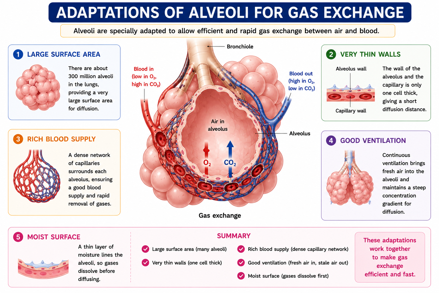 Adaptations of alveoli for gas exchange including large surface area thin walls moist surface ventilation and rich blood supply