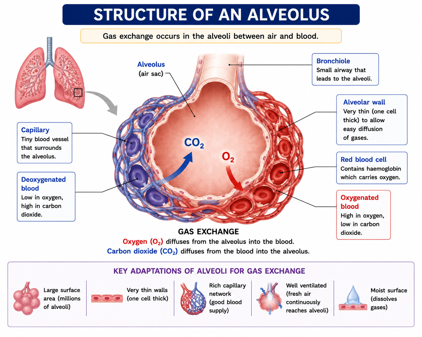 Alveolus structure diagram showing capillary network oxygen diffusion carbon dioxide diffusion and red blood cells