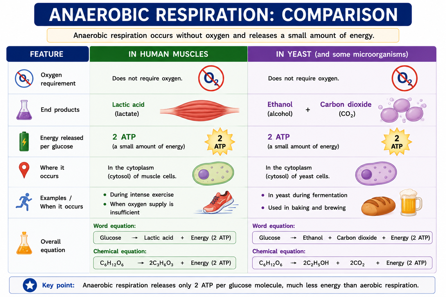 Anaerobic respiration comparison in human muscles and yeast showing lactic acid ethanol carbon dioxide and energy