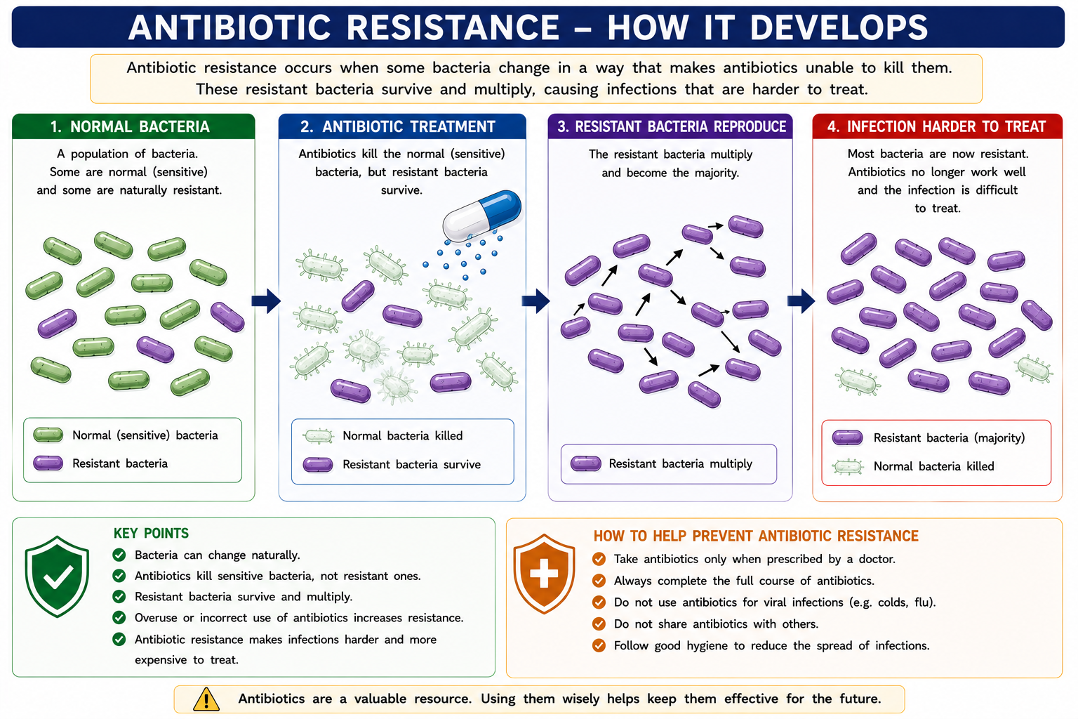 Antibiotic resistance diagram showing normal bacteria antibiotic treatment resistant bacteria survive and reproduce