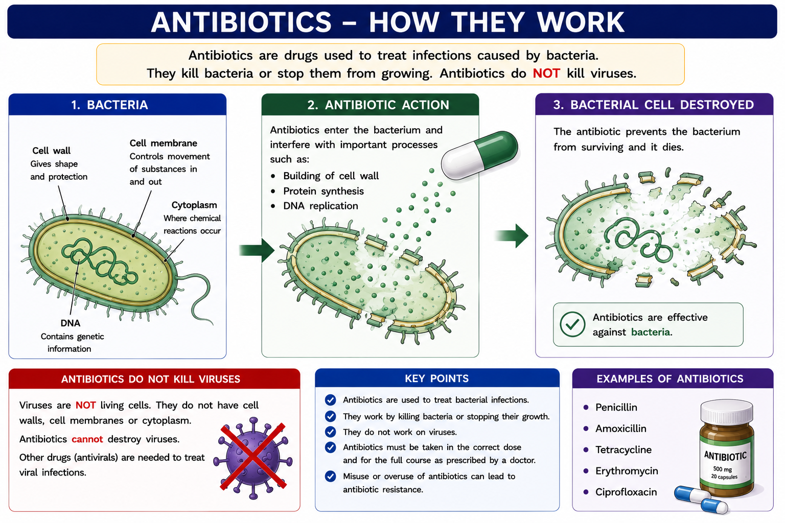 Antibiotics bacteria diagram showing antibiotic action against bacteria and that antibiotics do not kill viruses