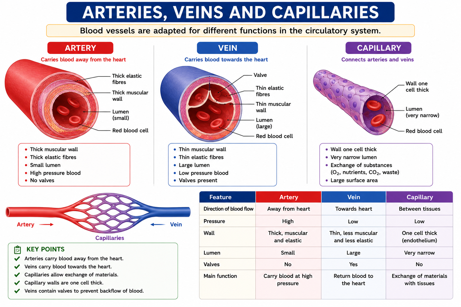 Comparison of artery vein and capillary structures showing wall thickness lumen size valves and blood flow