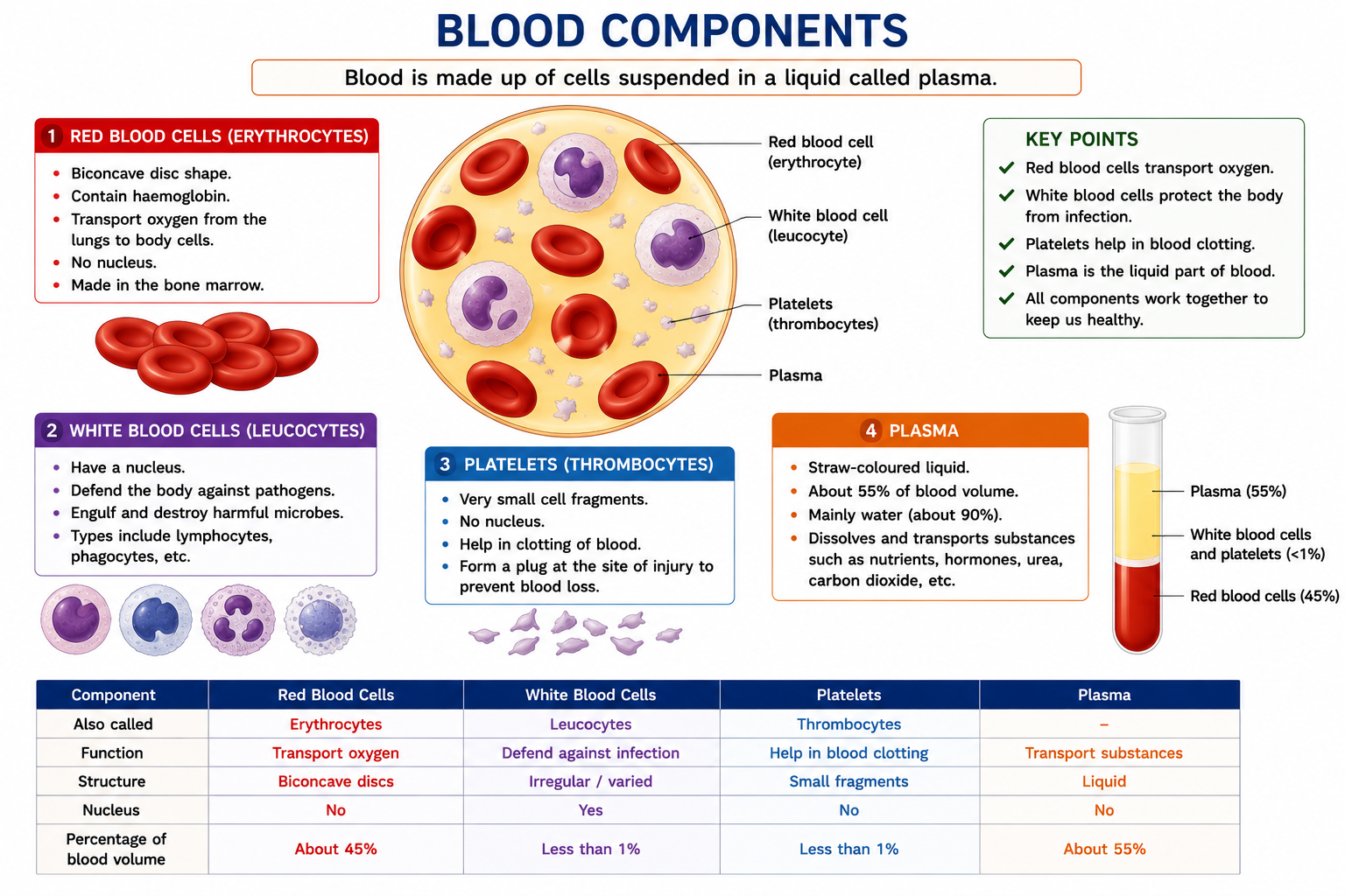 Blood components diagram showing red blood cells white blood cells platelets and plasma in Cambridge IGCSE Biology