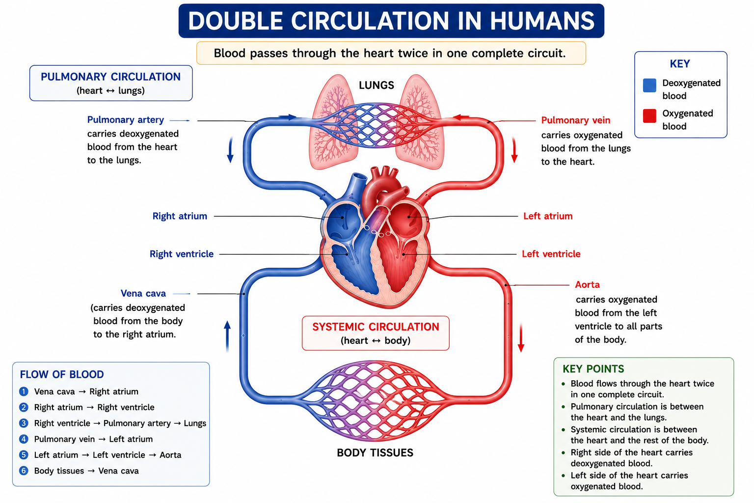 Double circulation flow diagram showing pulmonary and systemic circulation in humans
