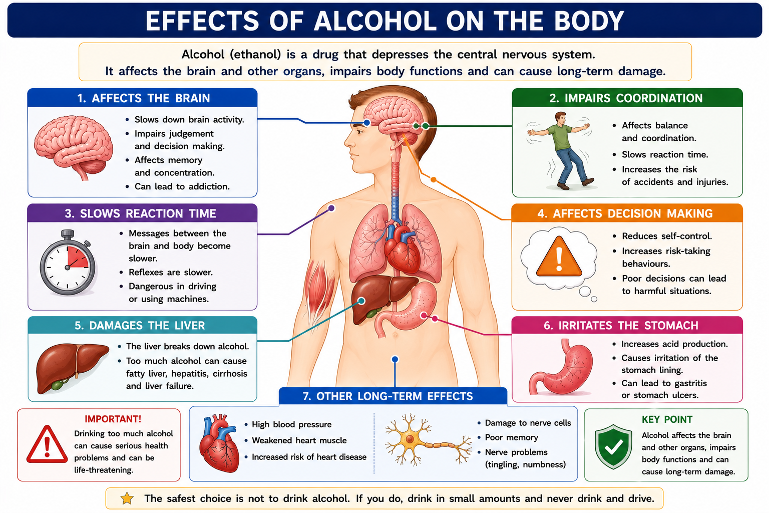 Effects of alcohol on the body showing brain liver reaction time coordination and decision making