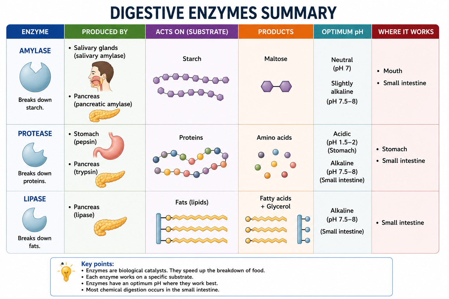 Digestive enzymes summary table showing amylase protease and lipase substrates and products