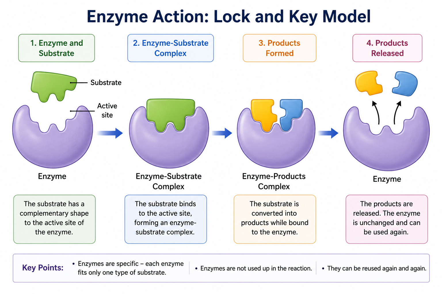 Lock and key model showing enzyme substrate complex and products
