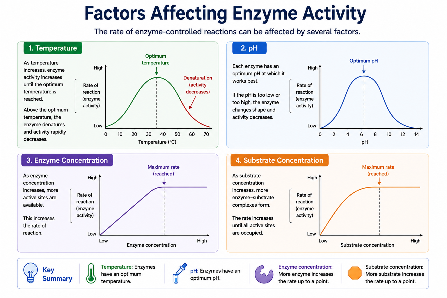 Factors affecting enzyme activity including temperature pH enzyme concentration and substrate concentration