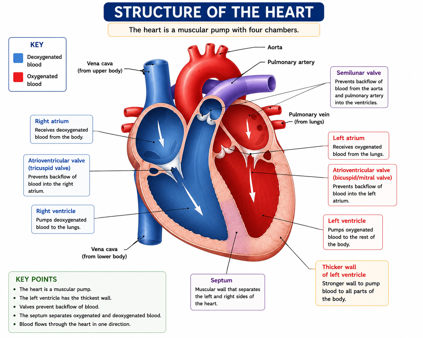Heart structure diagram showing chambers valves septum aorta vena cava pulmonary artery and pulmonary vein