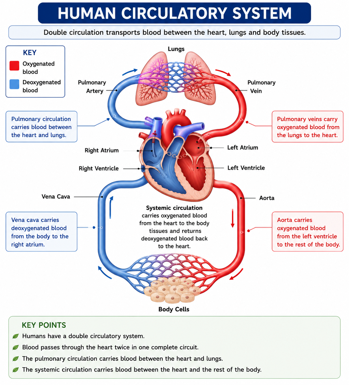 Human circulatory system diagram showing double circulation between heart lungs and body tissues