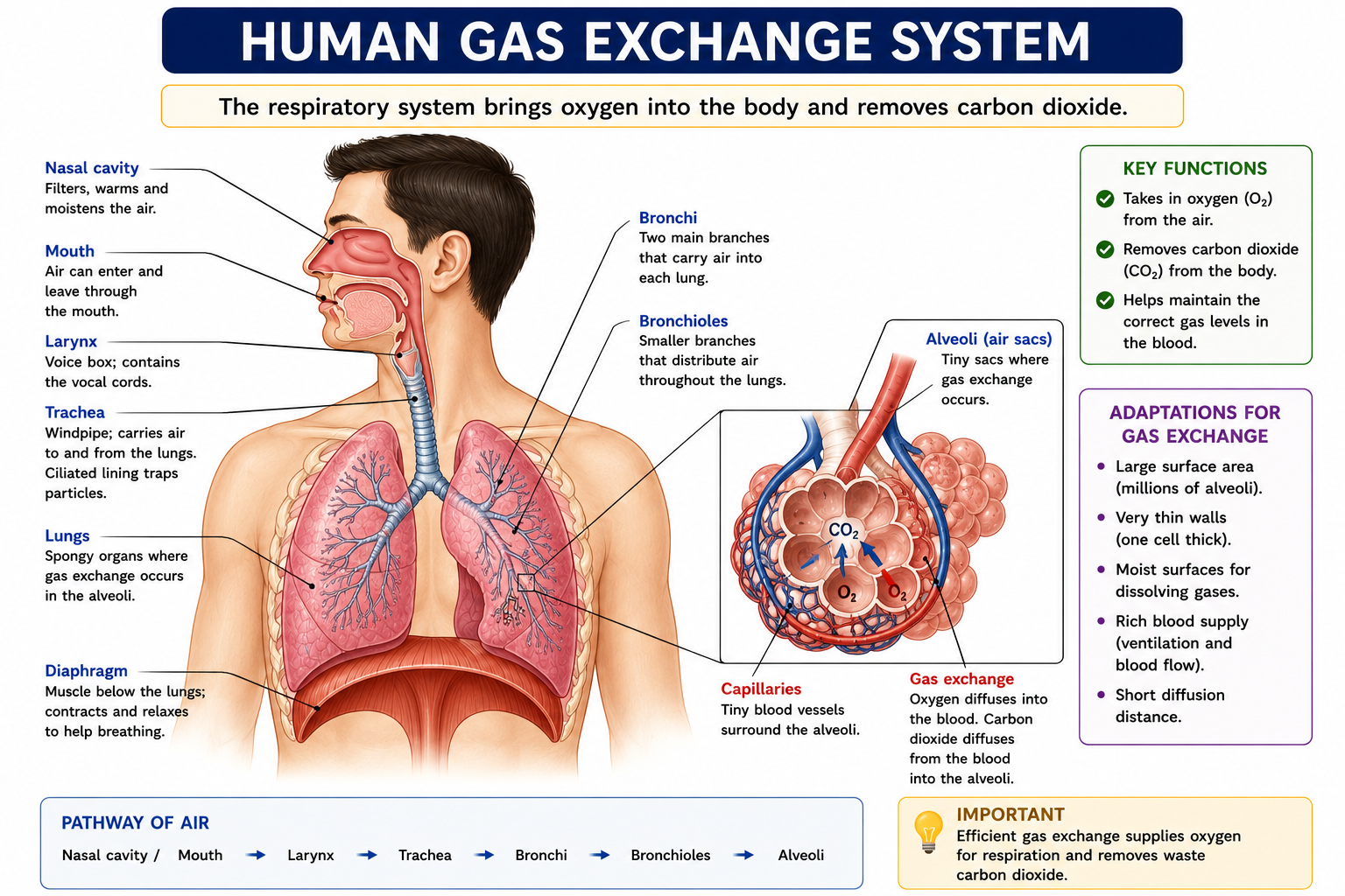 Human gas exchange system diagram showing nasal cavity trachea bronchi bronchioles lungs alveoli and diaphragm