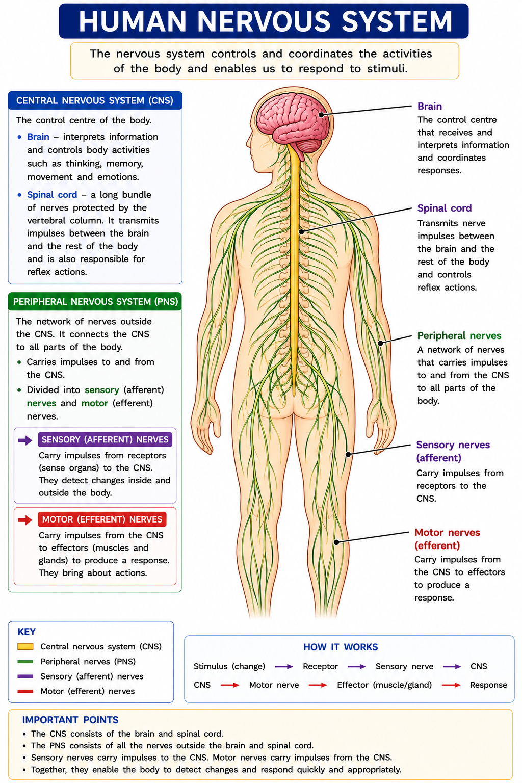 Human nervous system diagram showing brain spinal cord peripheral nerves sensory nerves and motor nerves
