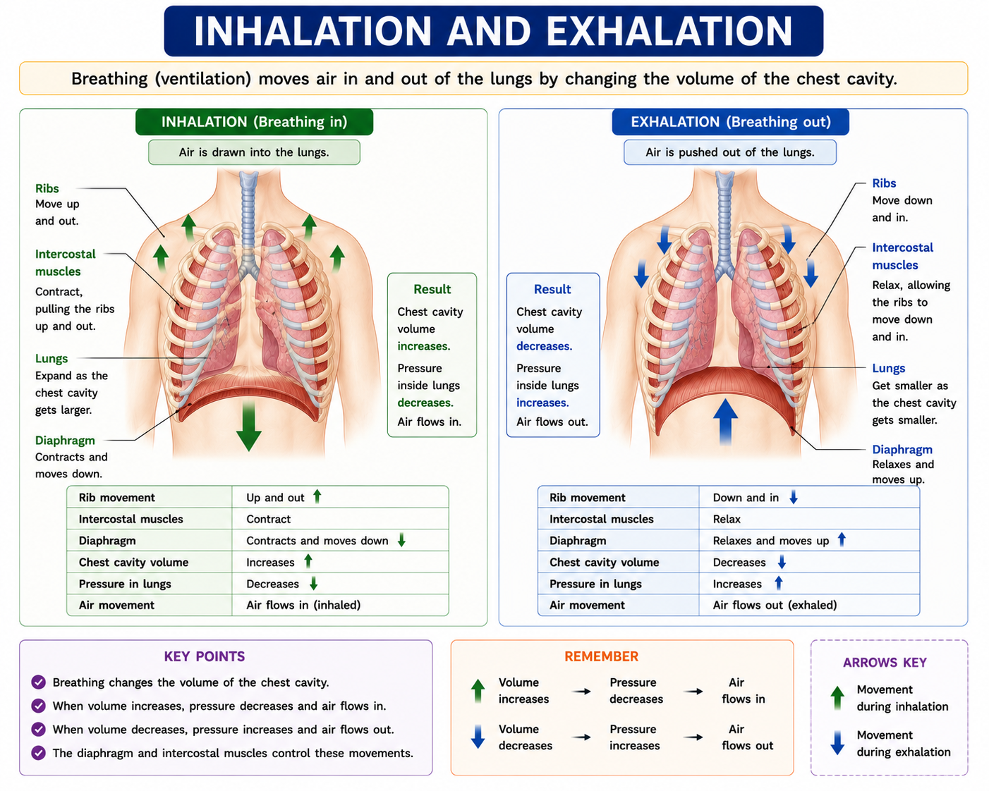 Inhalation and exhalation comparison showing ribs intercostal muscles diaphragm chest volume pressure and air movement