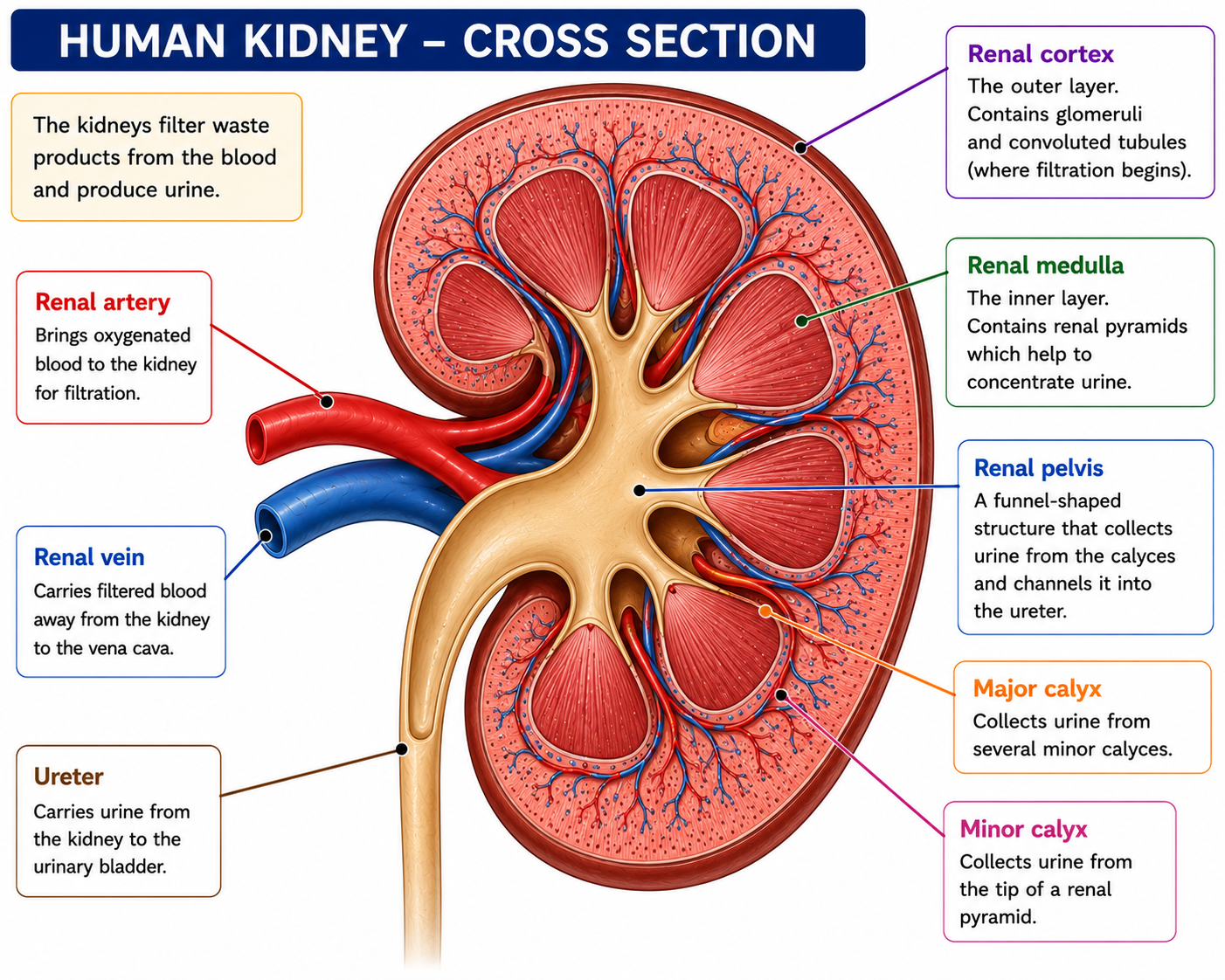 Kidney cross section diagram showing cortex medulla renal pelvis ureter renal artery and renal vein