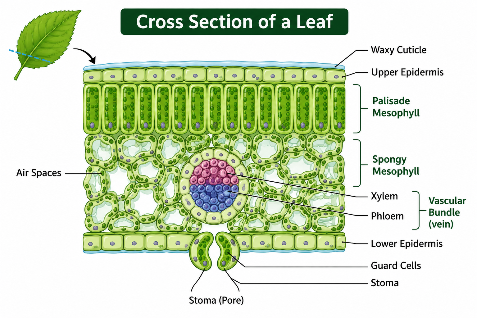 Cross section of a leaf showing palisade mesophyll, spongy mesophyll, stomata, xylem and phloem for Cambridge IGCSE Biology