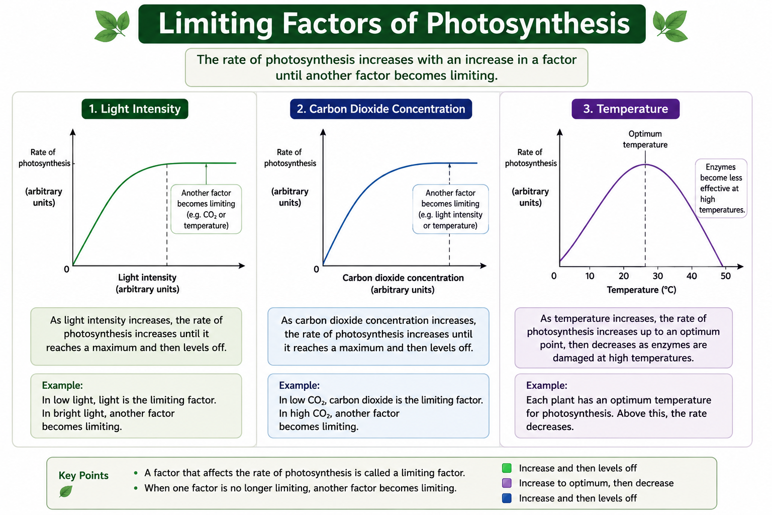 Graphs showing limiting factors of photosynthesis including light intensity carbon dioxide concentration and temperature