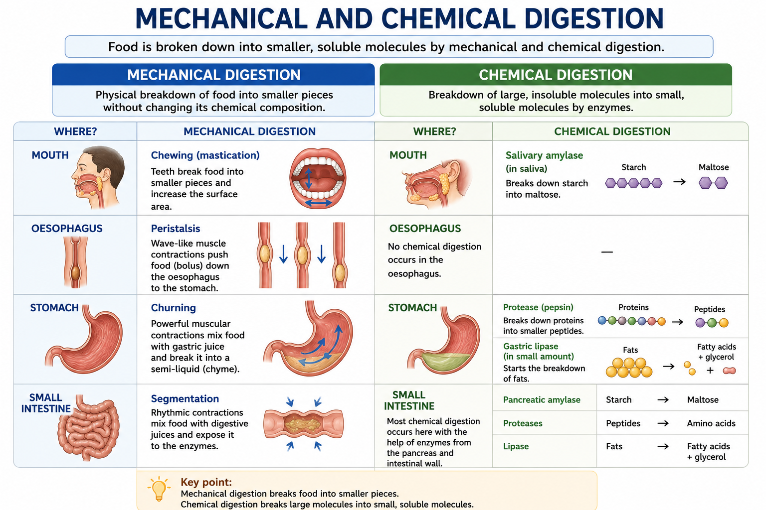 Mechanical and chemical digestion comparison showing chewing peristalsis churning amylase protease and lipase