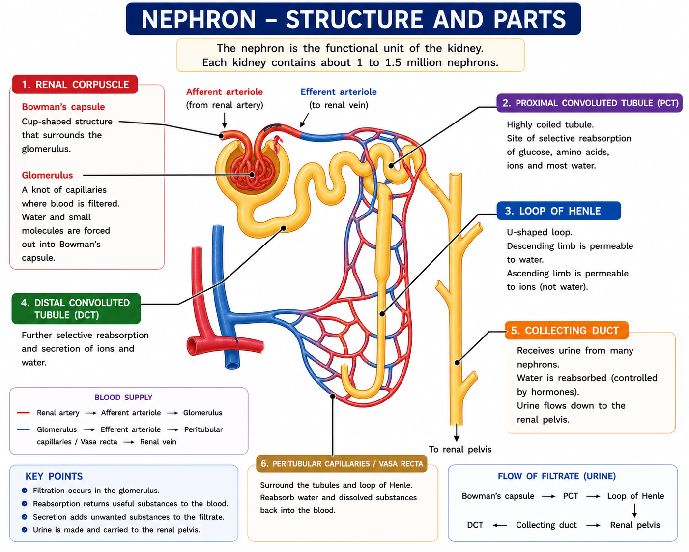 Nephron structure diagram showing Bowman's capsule glomerulus proximal tubule loop of Henle distal tubule collecting duct and capillaries