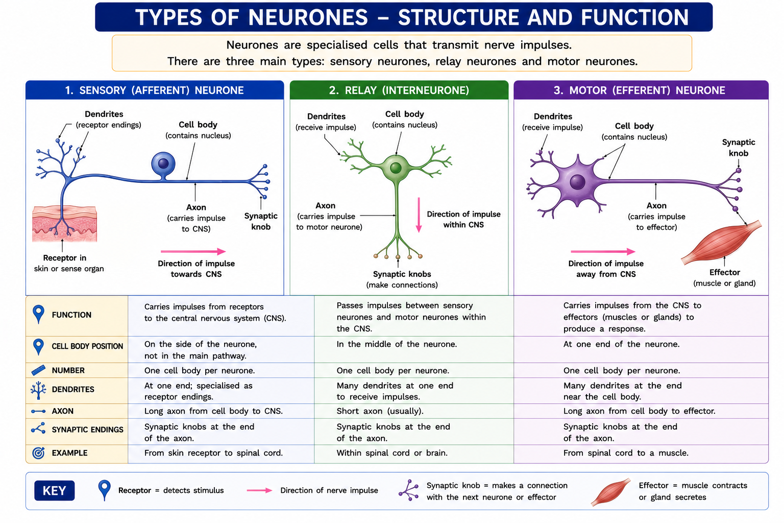 Comparison of sensory relay and motor neurones showing structure function cell body position dendrites axon and impulse direction
