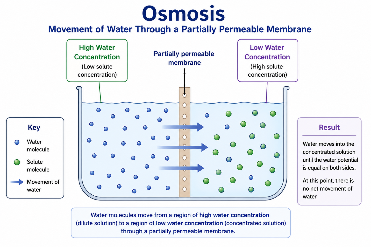 Osmosis diagram