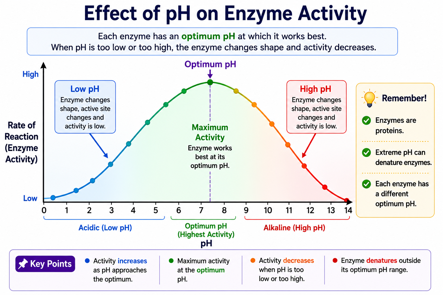Graph showing the effect of pH on enzyme activity