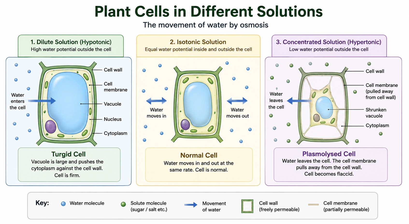 Plant cell osmosis