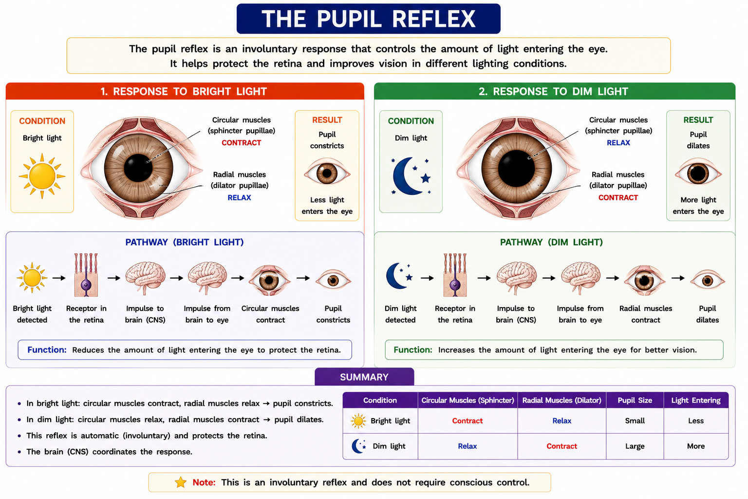 Pupil reflex diagram comparing bright light and dim light showing circular muscles radial muscles pupil constriction and pupil dilation