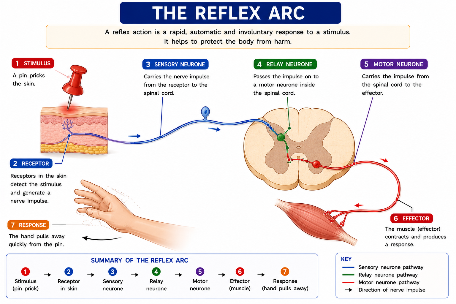 Reflex arc diagram showing stimulus receptor sensory neurone relay neurone motor neurone effector and response