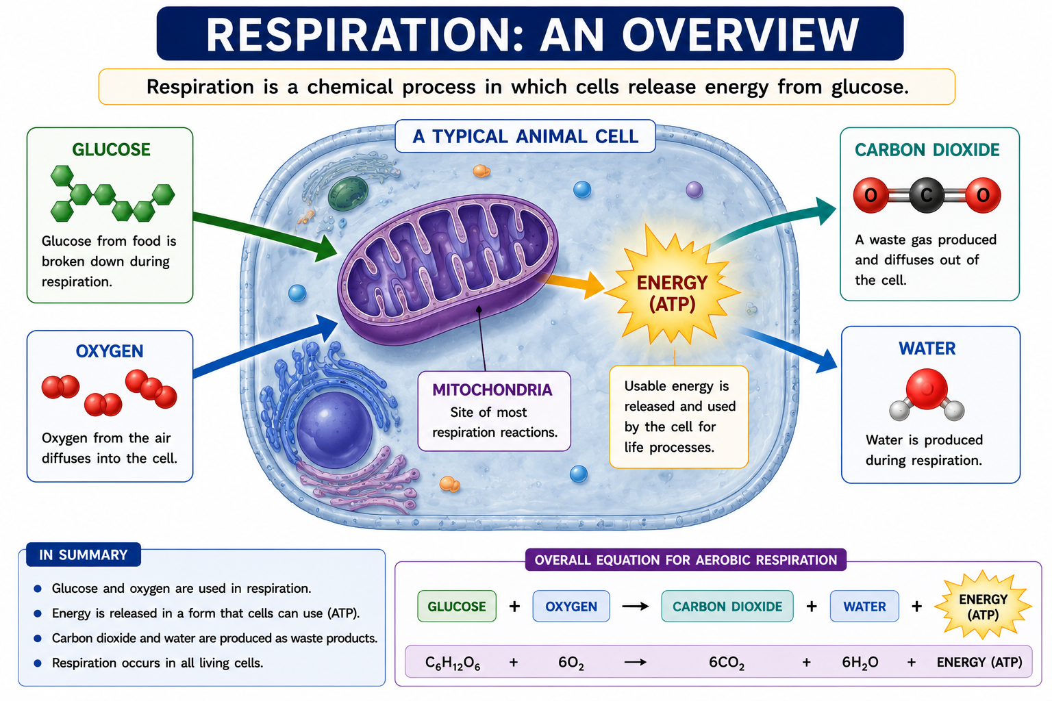 Respiration overview diagram showing glucose oxygen mitochondria energy carbon dioxide and water