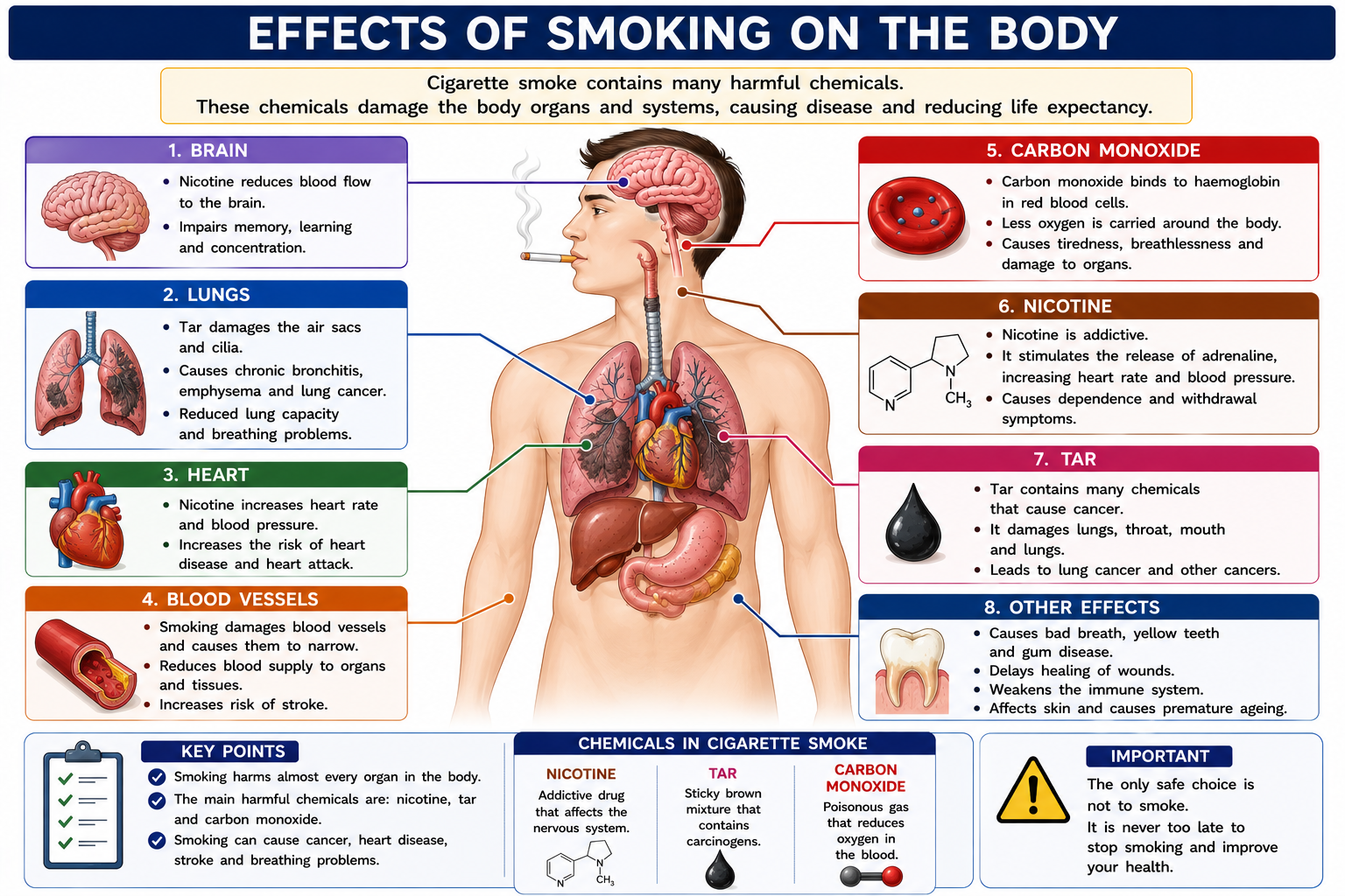 Smoking effects body diagram showing lungs heart blood vessels nicotine tar and carbon monoxide