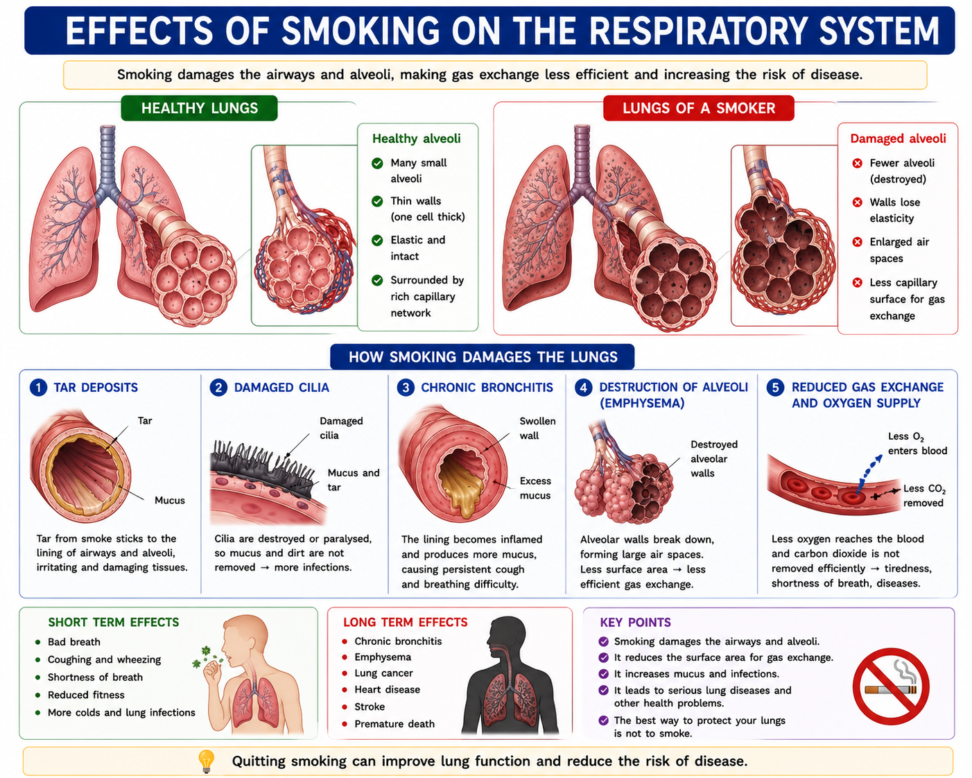 Effects of smoking on lungs showing damaged alveoli tar cilia damage bronchitis emphysema and reduced gas exchange