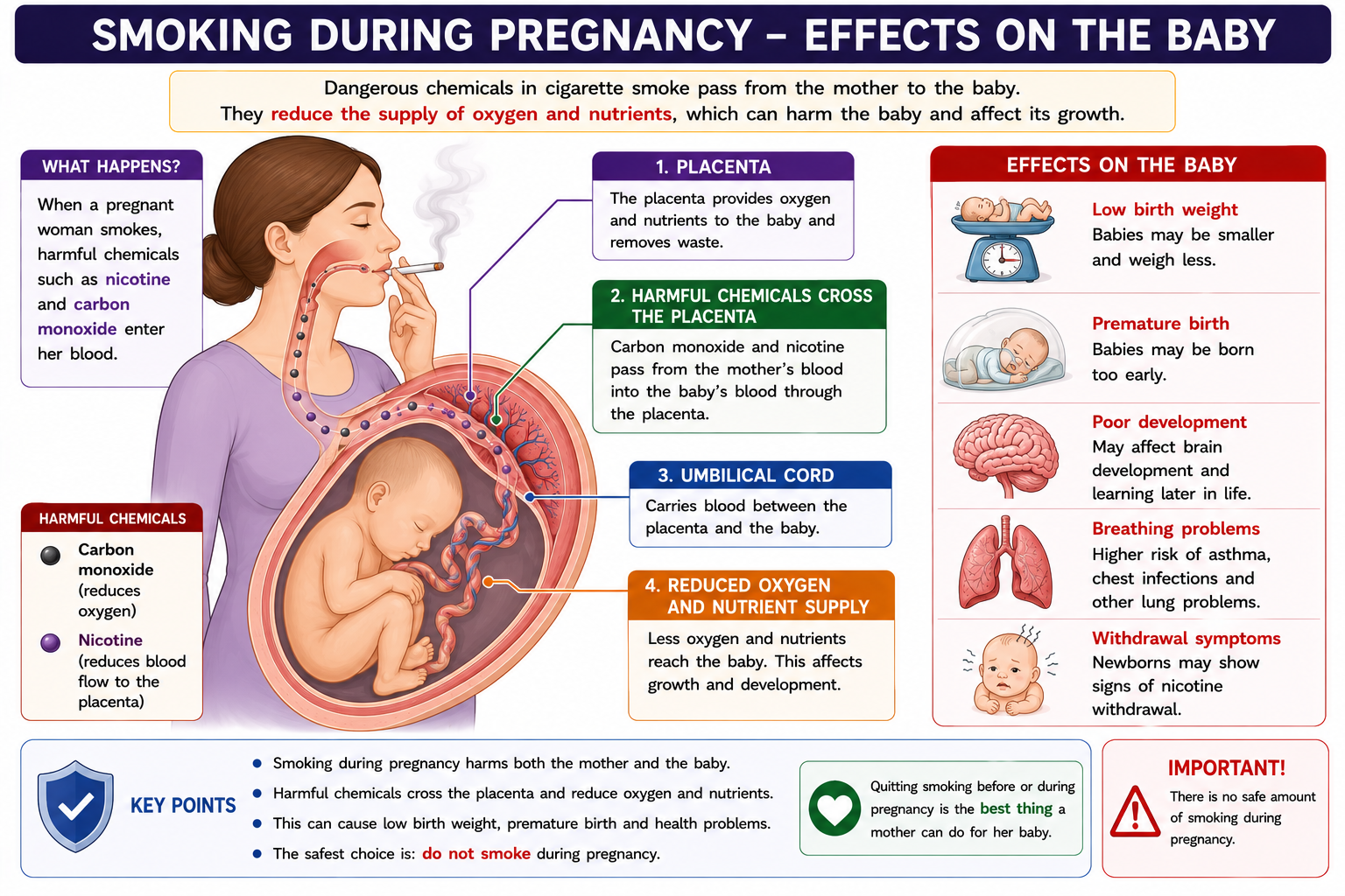 Smoking during pregnancy diagram showing placenta umbilical cord carbon monoxide reduced oxygen supply and low birth weight
