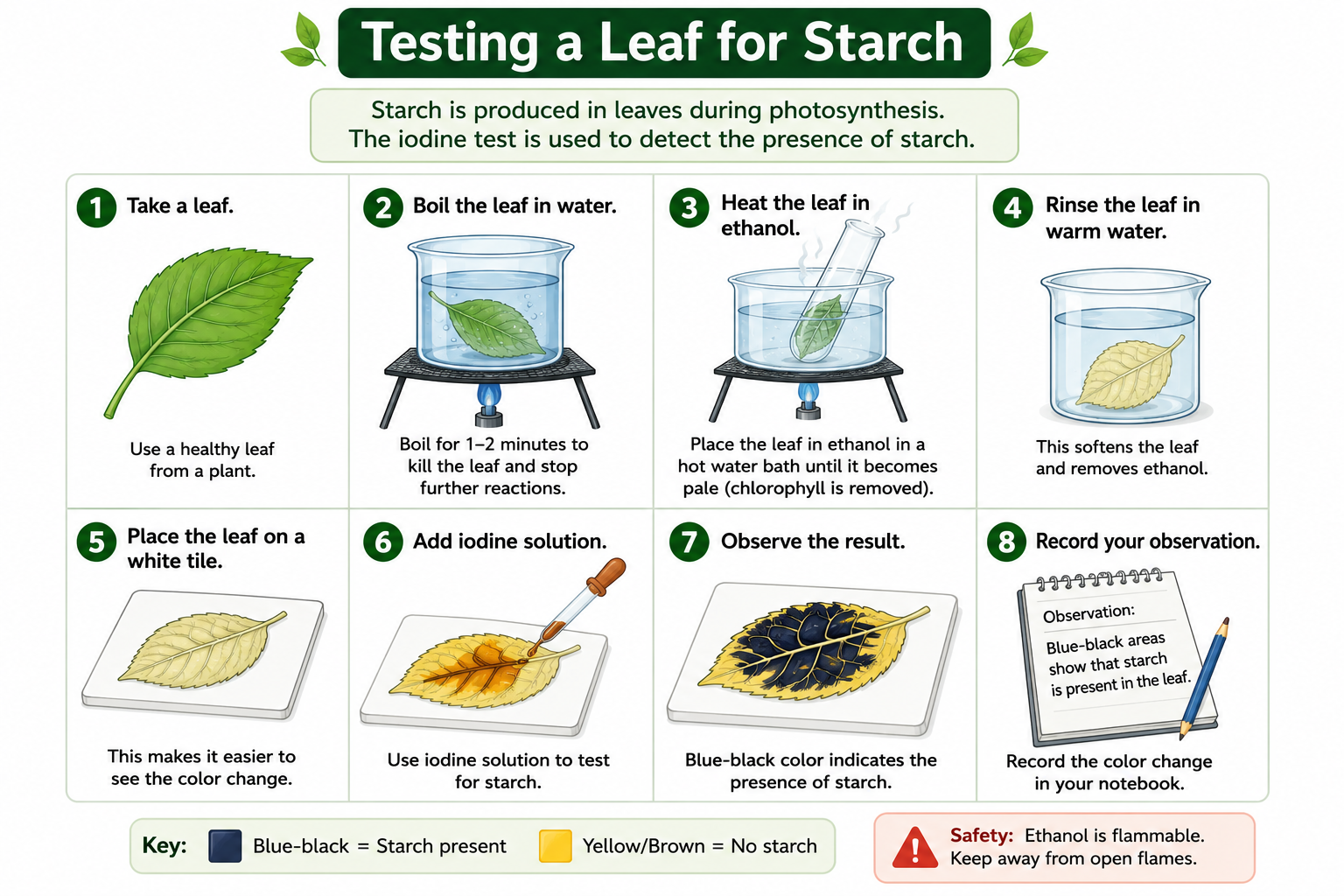 Testing a leaf for starch steps using boiling water ethanol and iodine solution