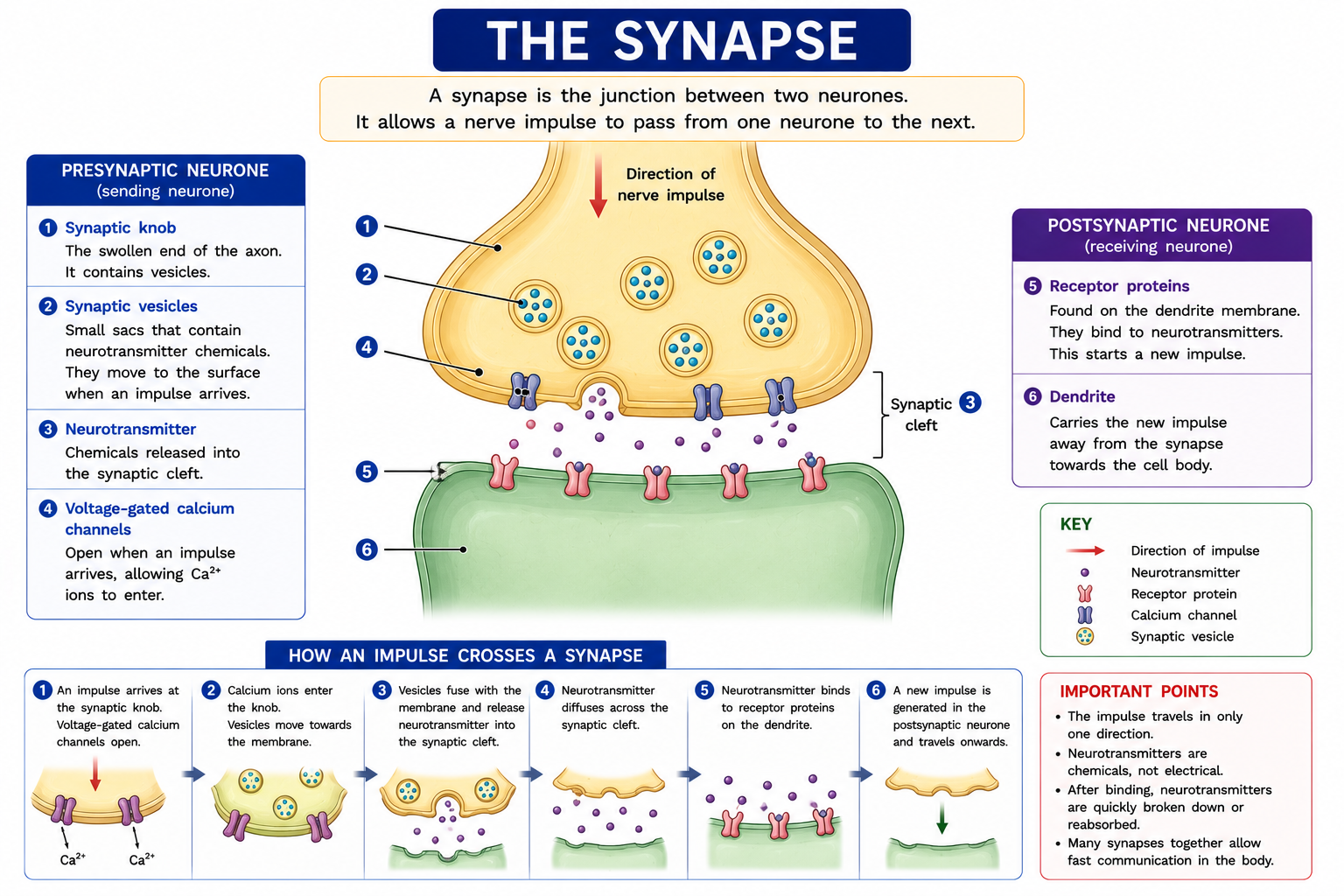 Synapse diagram showing synaptic knob neurotransmitter synaptic cleft receptor and direction of nerve impulse