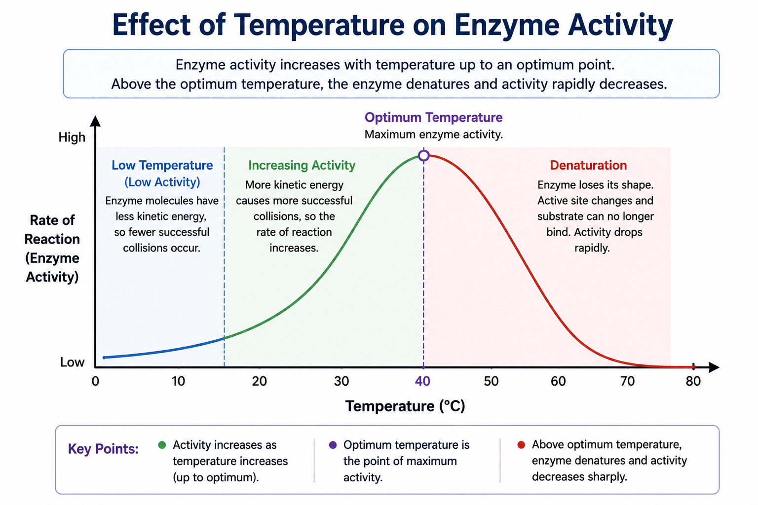 Graph showing the effect of temperature on enzyme activity