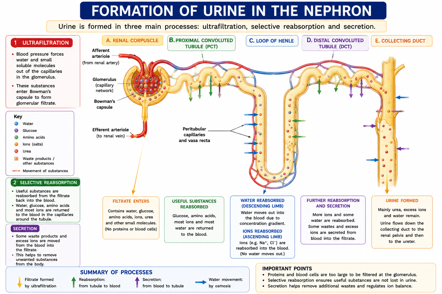 Formation of urine in the nephron showing ultrafiltration selective reabsorption water movement glucose reabsorption and urea remaining