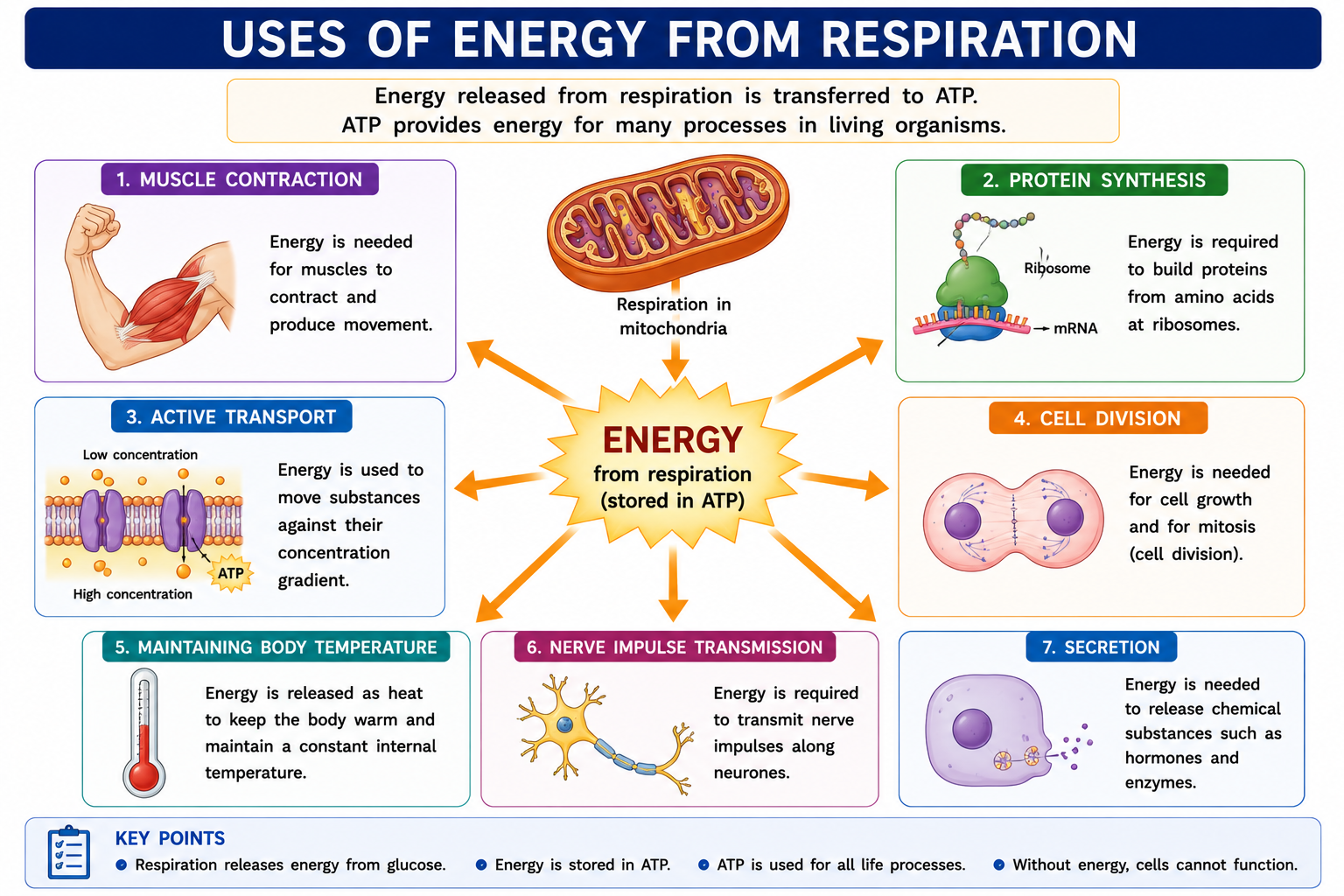 Uses of energy from respiration including muscle contraction protein synthesis active transport cell division temperature control nerve impulses and secretion