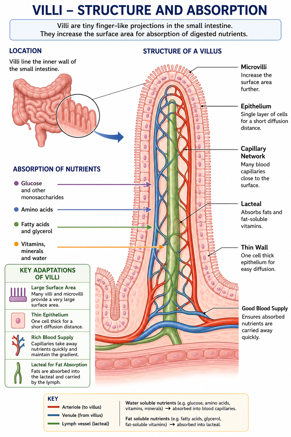 Villi absorption diagram showing villus microvilli epithelium capillary network lacteal and nutrient absorption