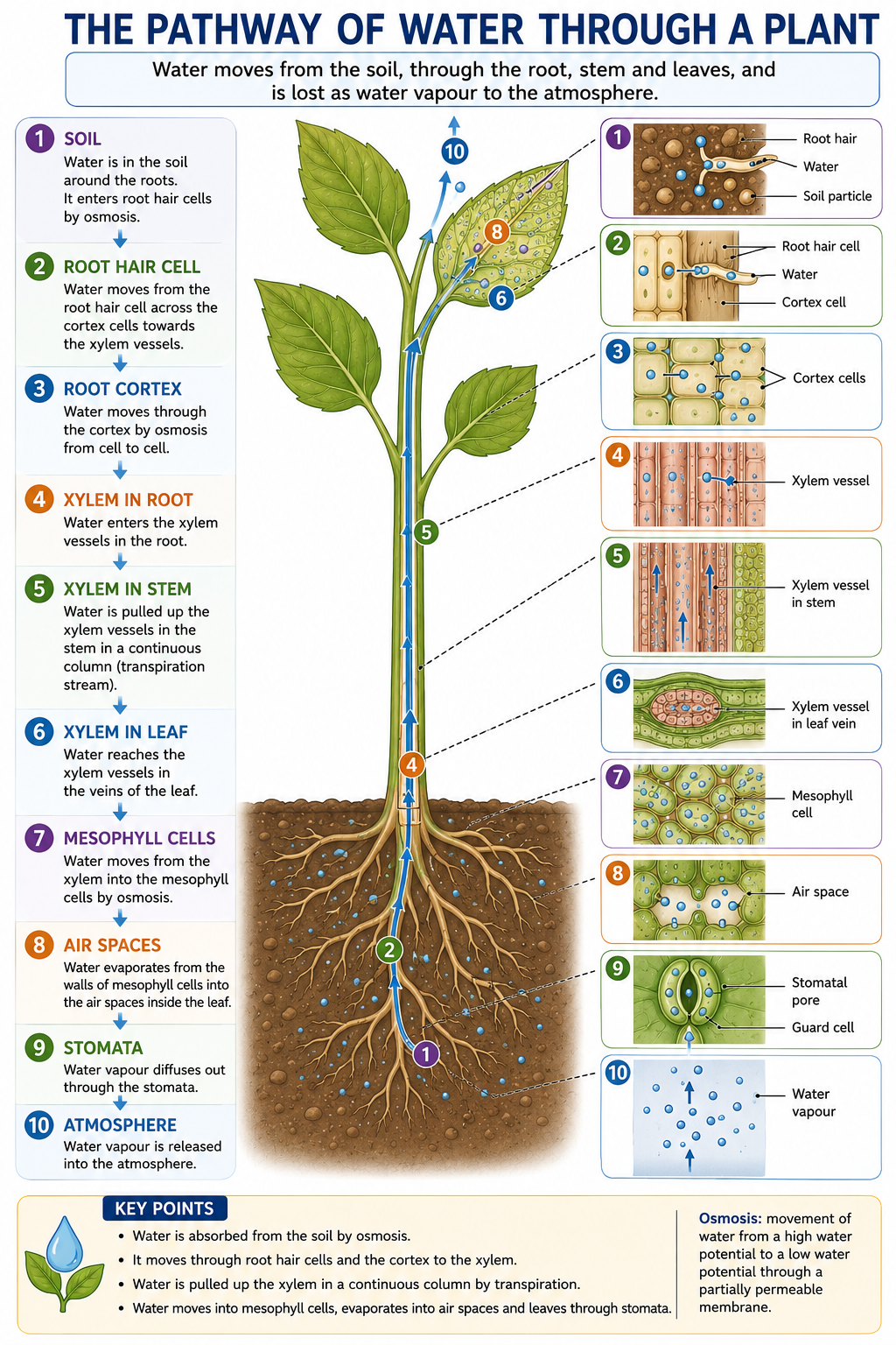 Pathway of water through a plant from soil to roots xylem leaves stomata and atmosphere