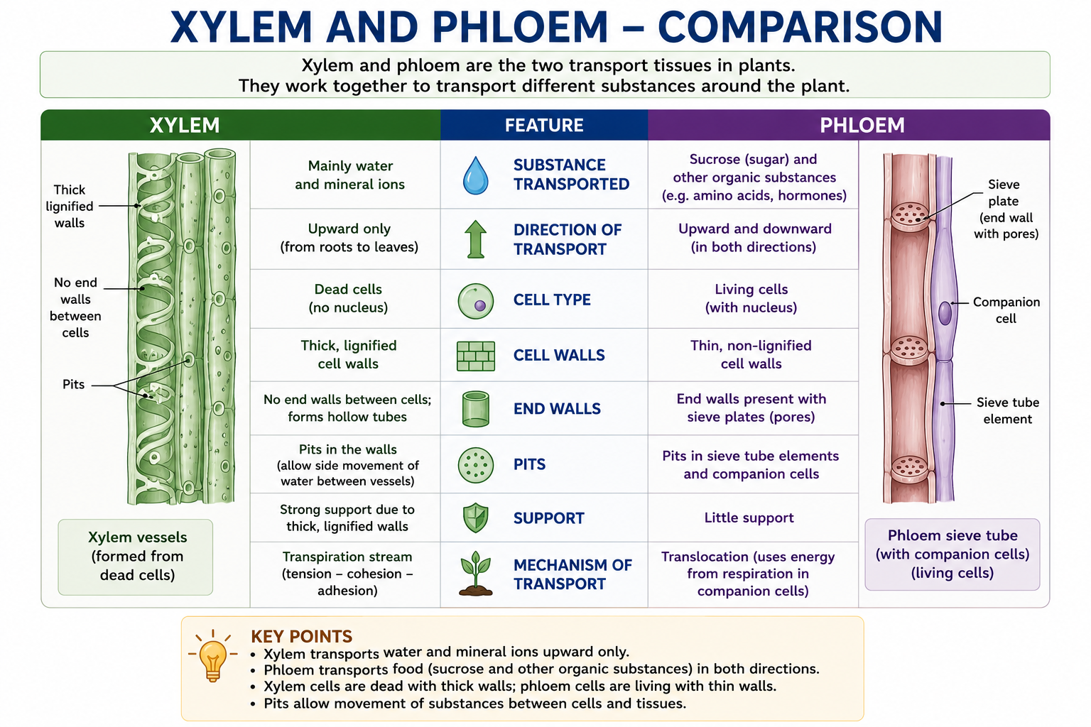 Xylem and phloem comparison diagram for Cambridge IGCSE Biology